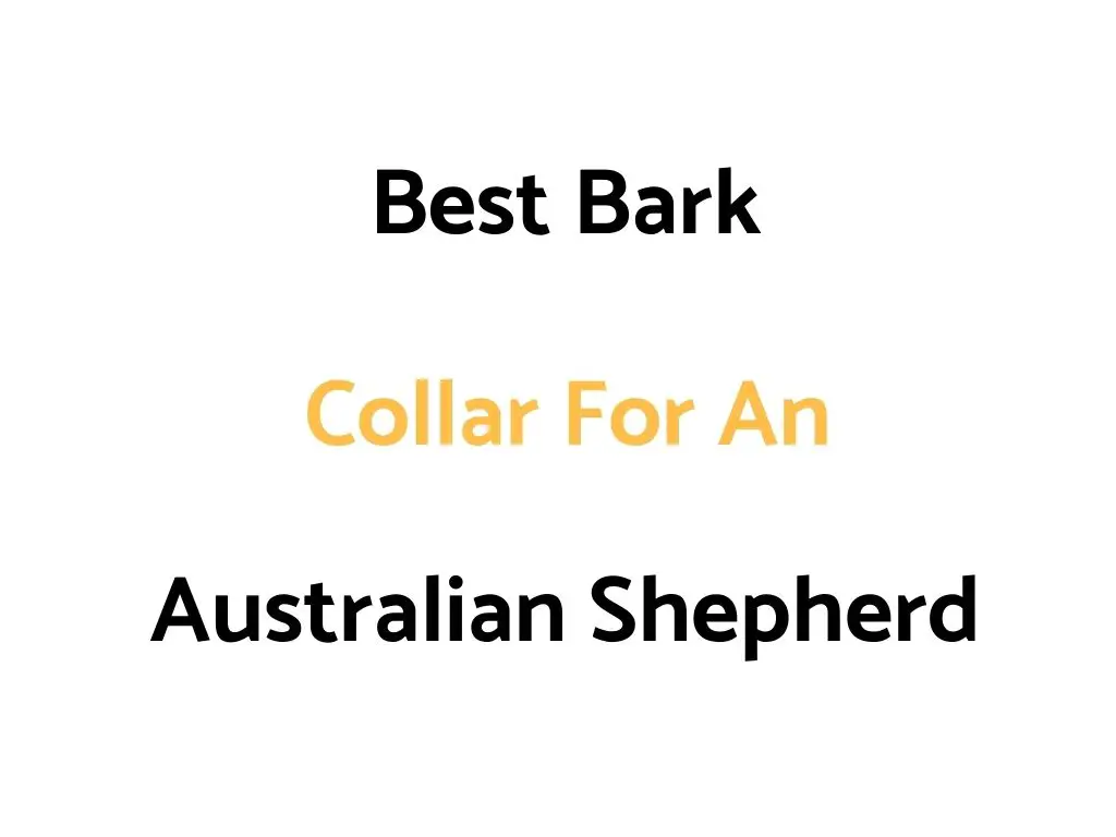 Best Bark Collar For An Australian Shepherd