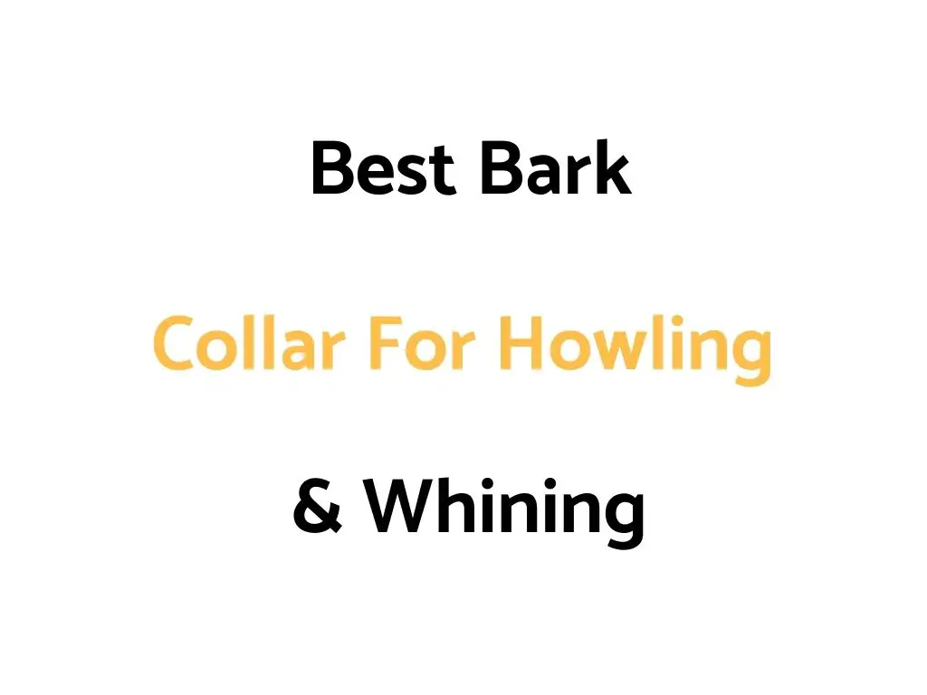 Best Bark Collars For Howling & Whining