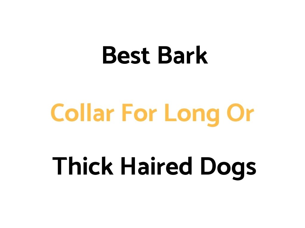 Best Bark Collar For Long Haired Or Thick Fur Dogs