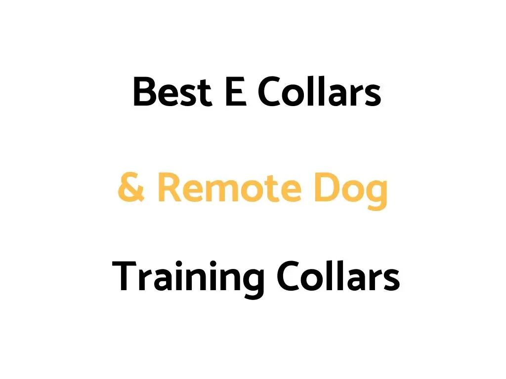 Best E Collars & Remote Dog Training Collars