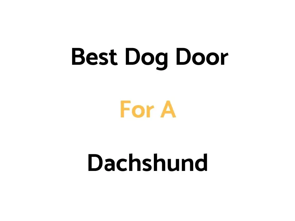 Best Dog Doors For Dachshund Dogs & Puppies