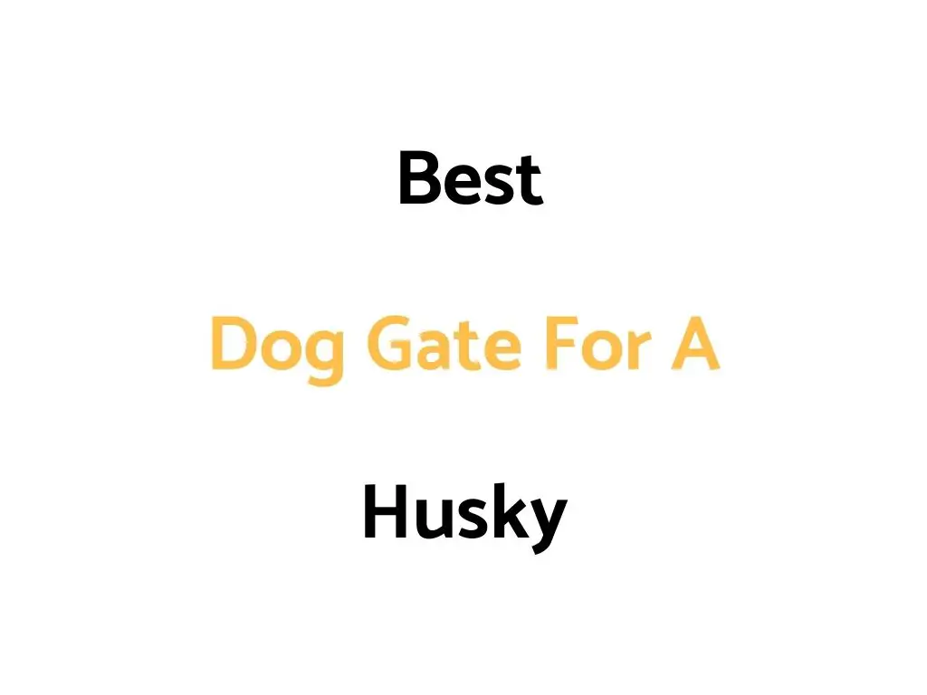 Best Dog Gate For A Husky