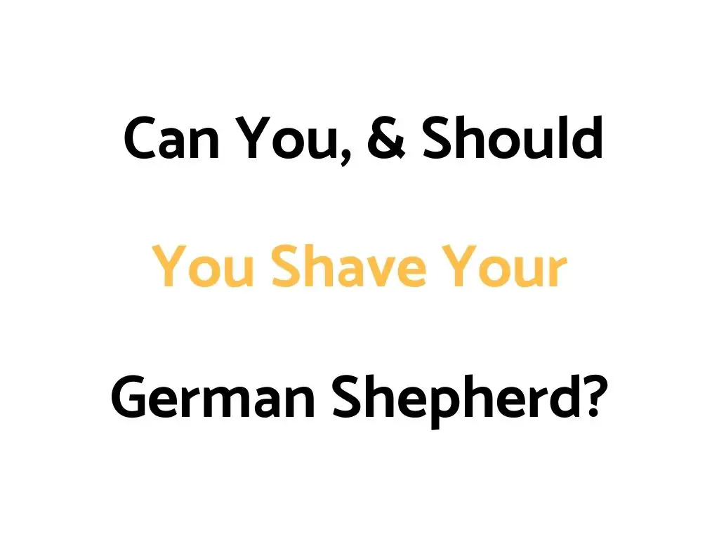 Can You, & Should You Shave Your German Shepherd?