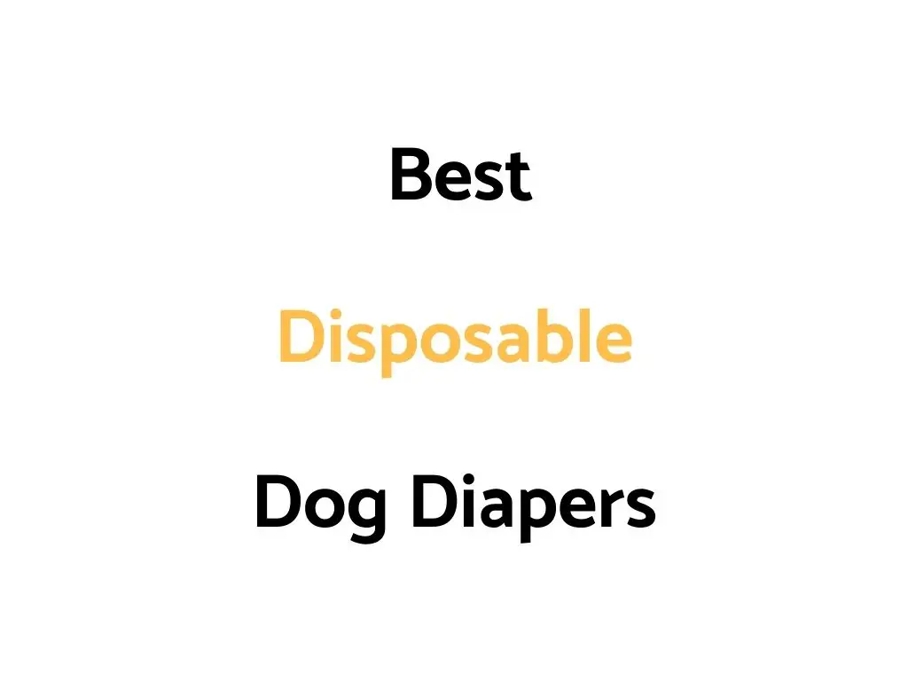 Best Disposable Dog Diapers For Male, Female, Small & Large Dogs & Puppies