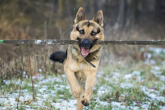 Ways To Mentally Stimulate Your German Shepherd Dog Or Puppy