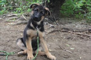 Best Leashes For German Shepherd Dogs & Puppies