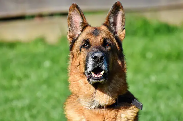 Best Collars For German Shepherd Dogs & Puppies