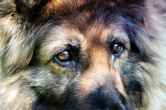 How To Keep Your House Clean & Smelling Nice With A German Shepherd