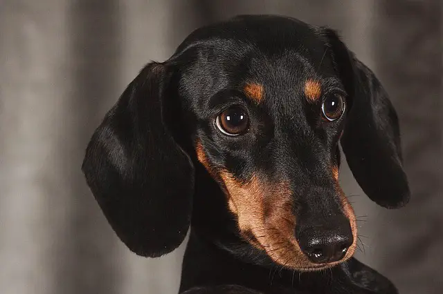 Best Pet Stairs & Steps For Dachshunds: For The House, & Car