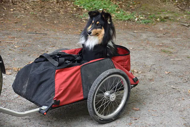 Best Dog Bike Trailers: Reviews, & Top Rated List
