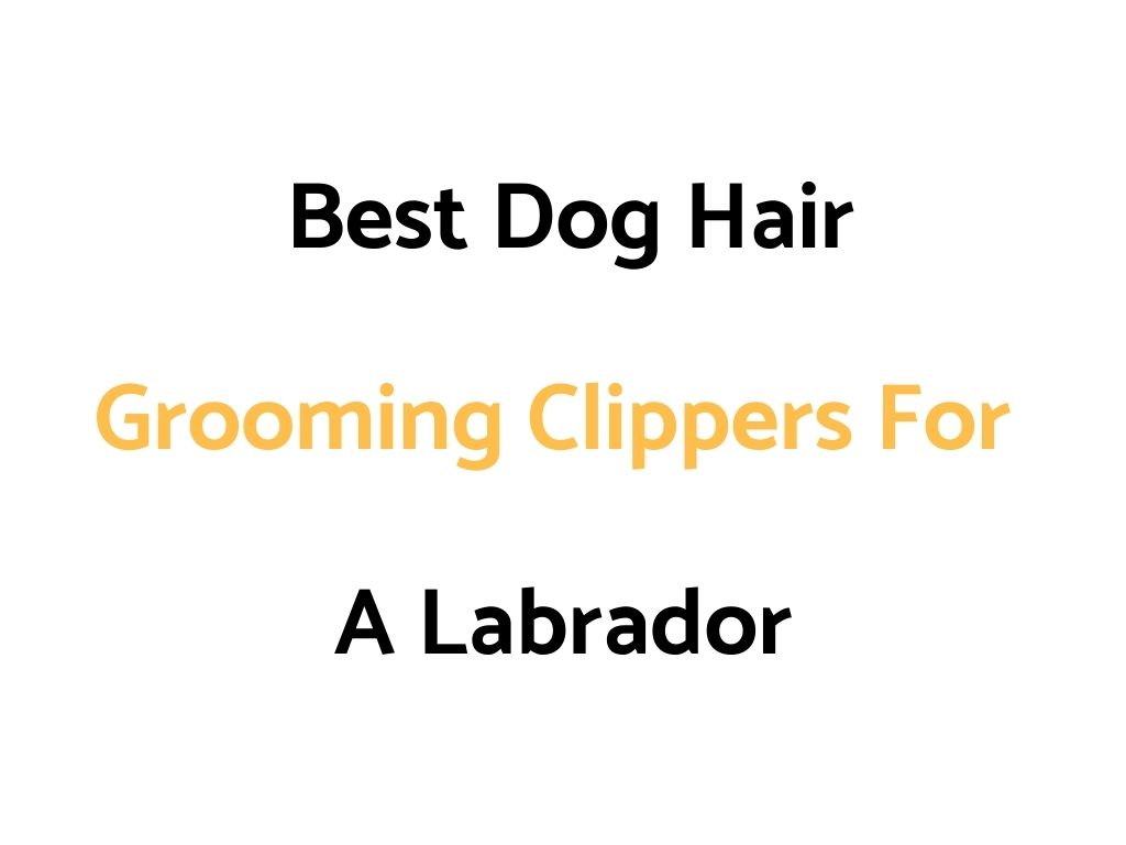 Best Dog Hair Grooming Clippers For A Labrador