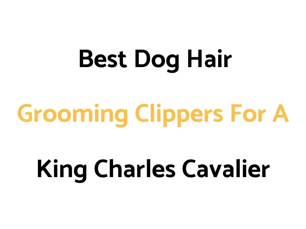 Best Dog Hair Grooming Clippers For A King Charles Cavalier