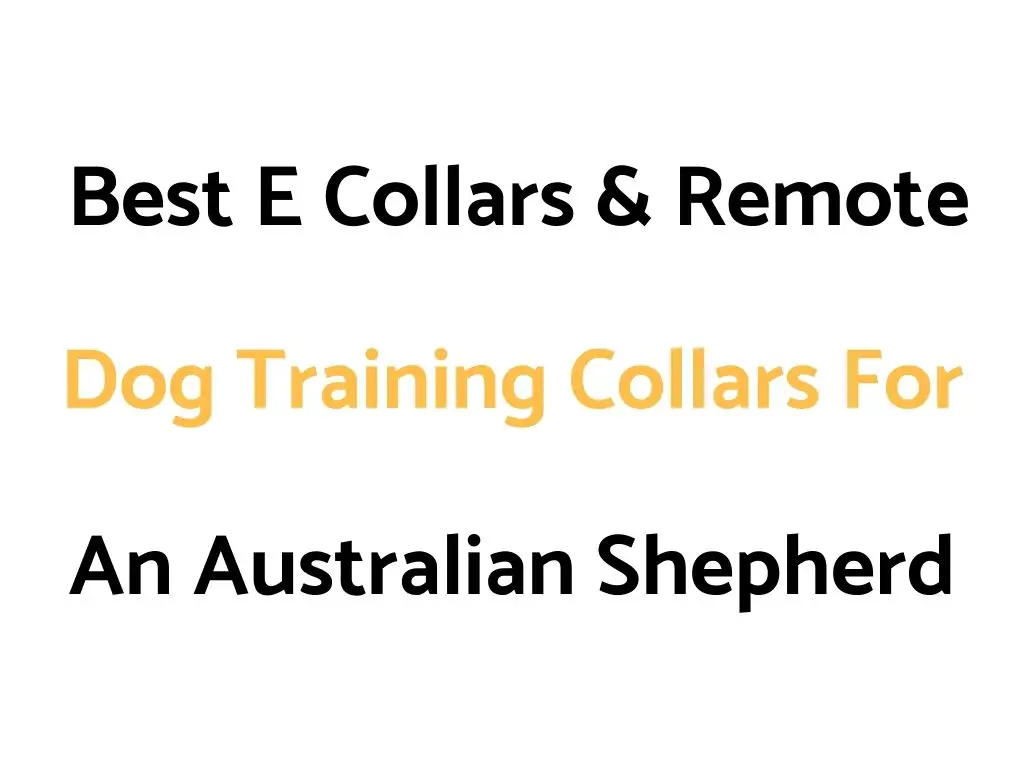 Best E Collars & Remote Dog Training Collars For An Australian Shepherd