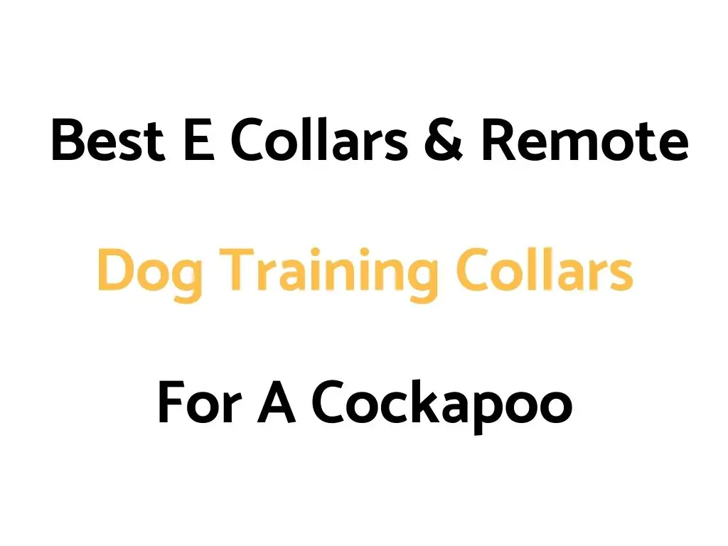 Best E Collars & Remote Dog Training Collars For A Cockapoo