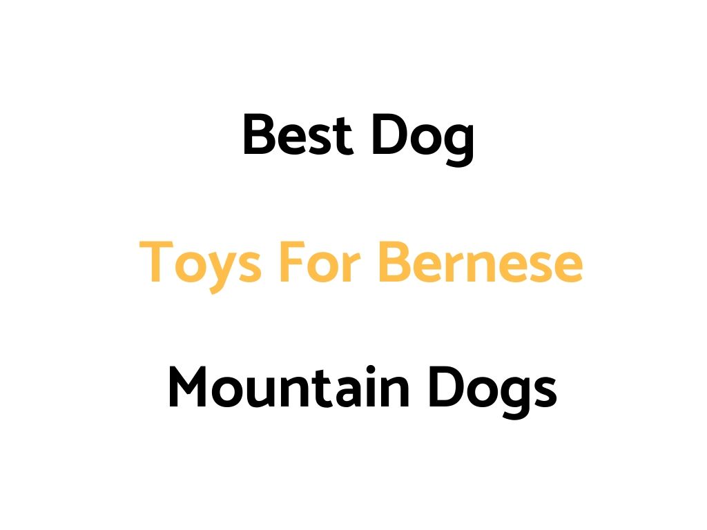 Best Dog Toys For Bernese Mountain Dogs