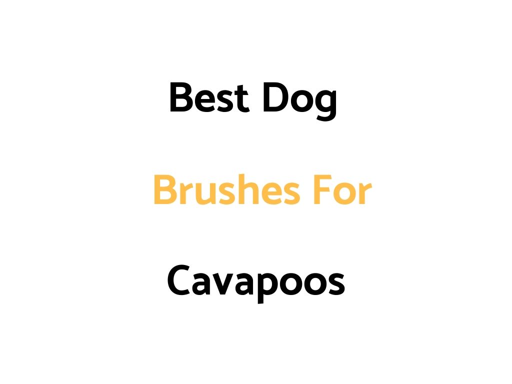 Best Dog Brushes For Cavapoos