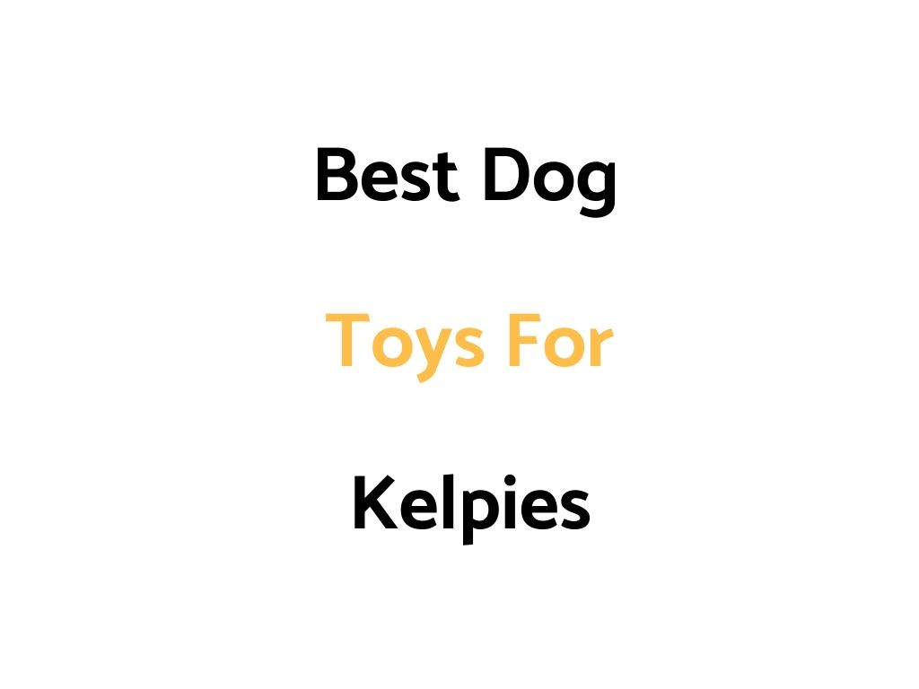 Best Dog Toys For Kelpies
