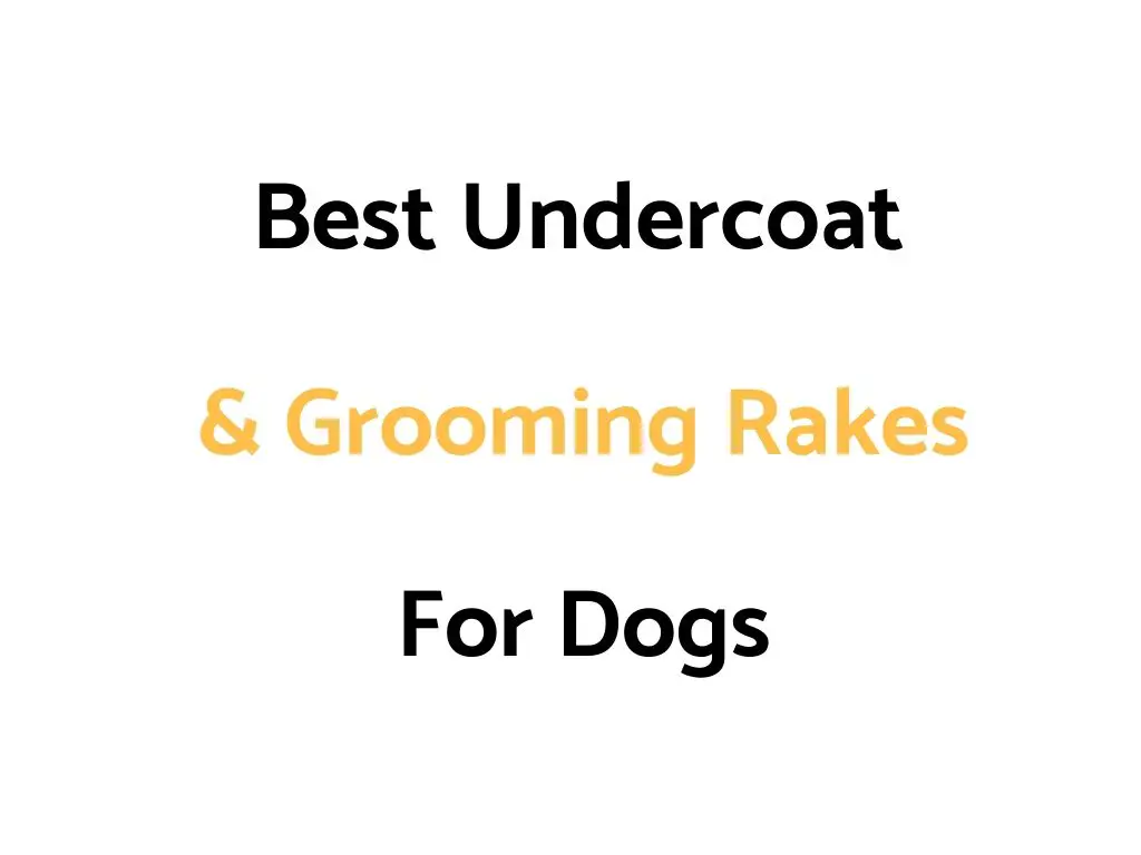 Best Undercoat (Grooming) Rake For Dogs: Reviews, & Buyer's Guide