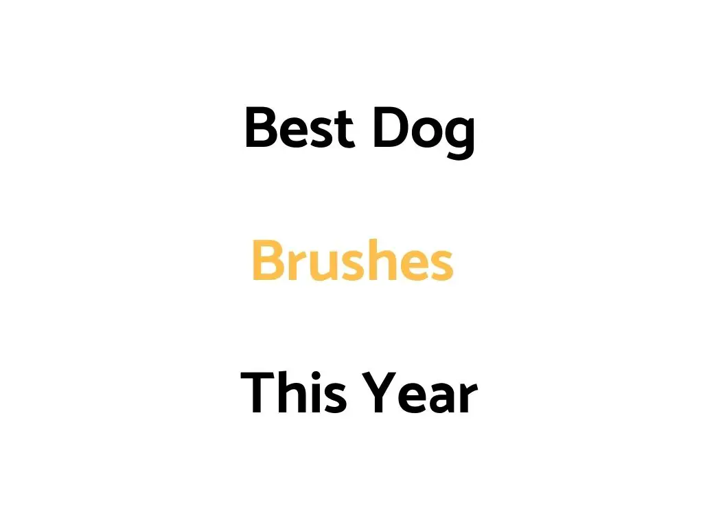 Best Dog Brushes
