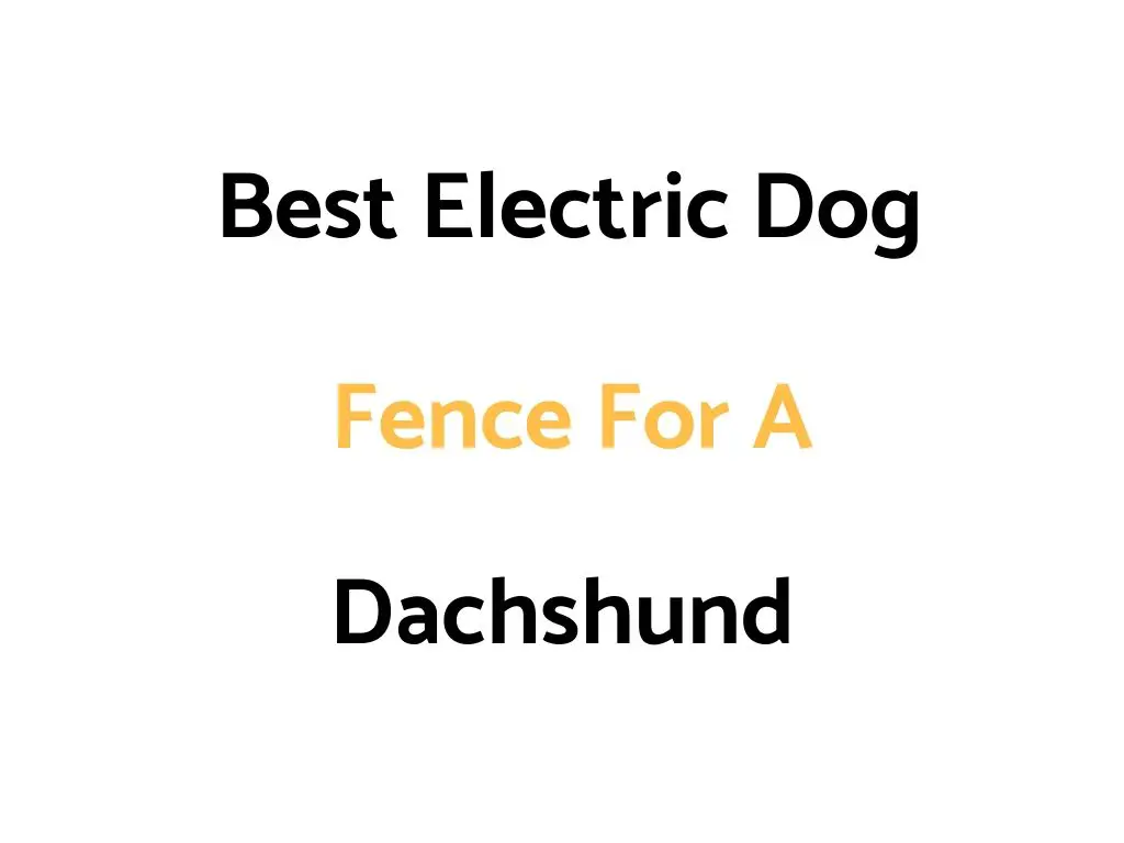 Best Electric Dog Fence For A Dachshund