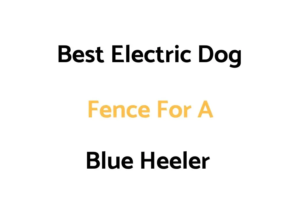 Best Electric Dog Fence For A Blue Heeler
