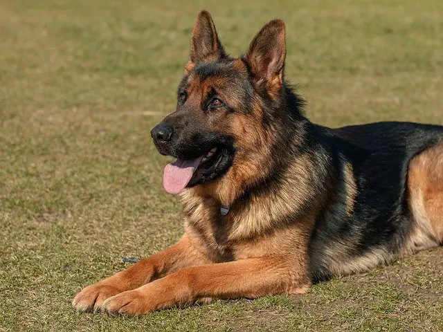Best Online Dog Training Courses/Programs For German Shepherds