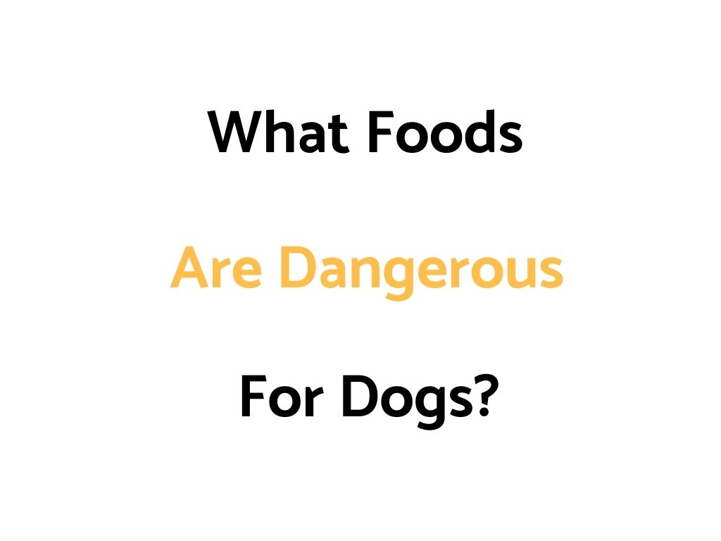 What Foods Are Dangerous For Dogs?