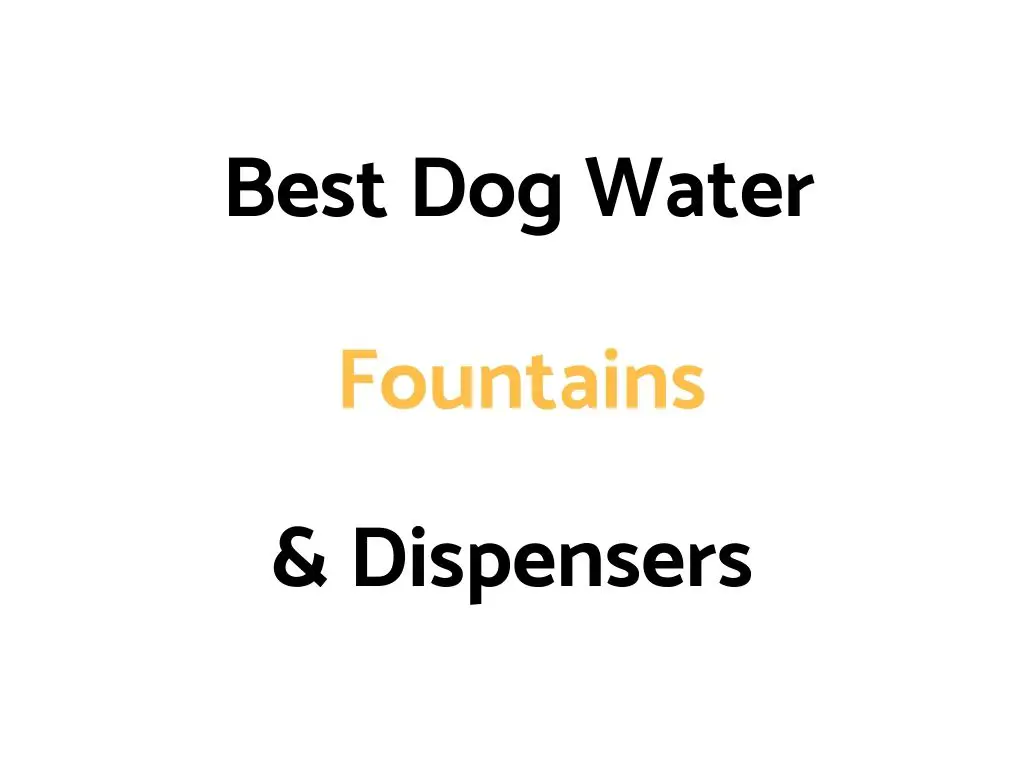 Best Dog Water Fountains & Dispensers