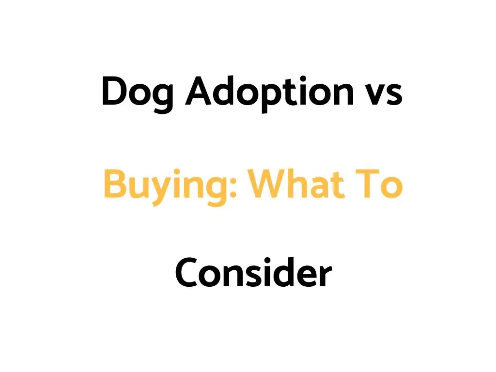 Dog Adoption vs Buying: Which Is Best, What Factors Should You Consider?