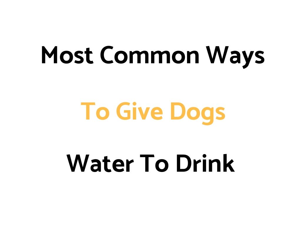 Most Common Ways To Give Dogs Water To Drink