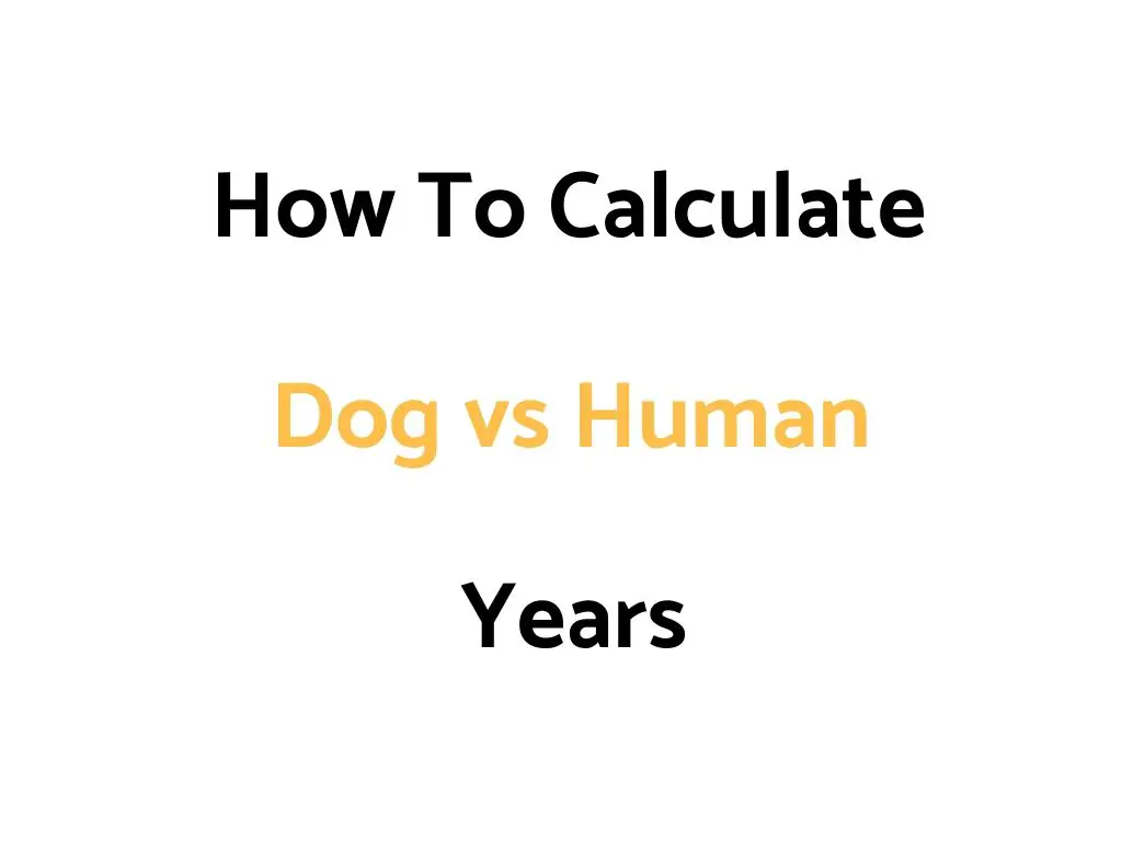 How To Calculate Dog To Human Years (Conversion Chart, & Calculator)