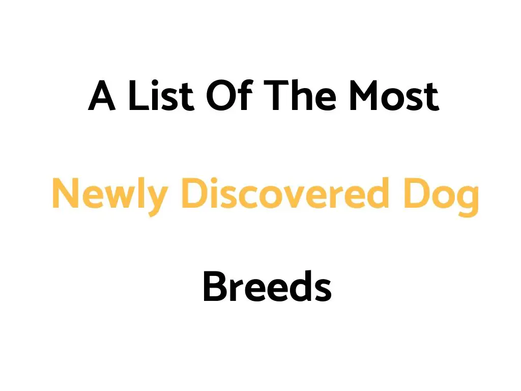 A List Of The Most Newly Discovered Dog Breeds (In The 21st Century)