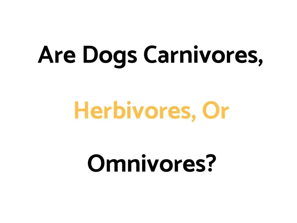 Are Dogs Carnivores, Herbivores, Or Omnivores?