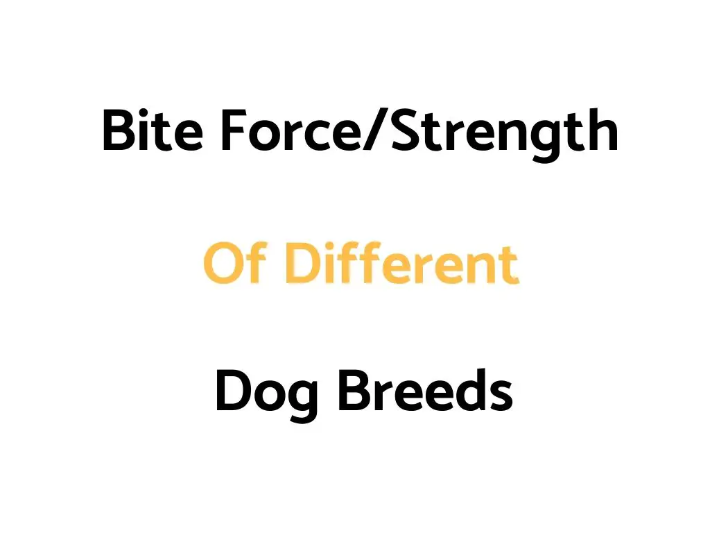 Bite Force (Strength) Of Different Dog Breeds, & A Comparison To Other Animal Species' & Humans