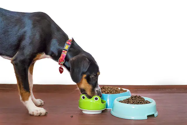 What 12 Different Veterinarians Say About Choosing The Best Dog Food
