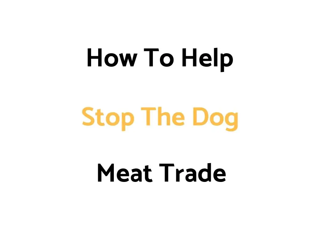 How To Help Stop The Dog Meat Trade (& What To Know About It)