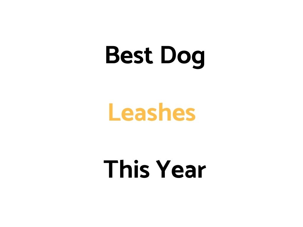 Best Dog Leashes In 2021/2022