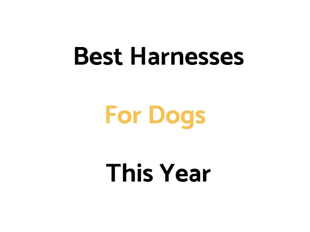Best Dog Harnesses