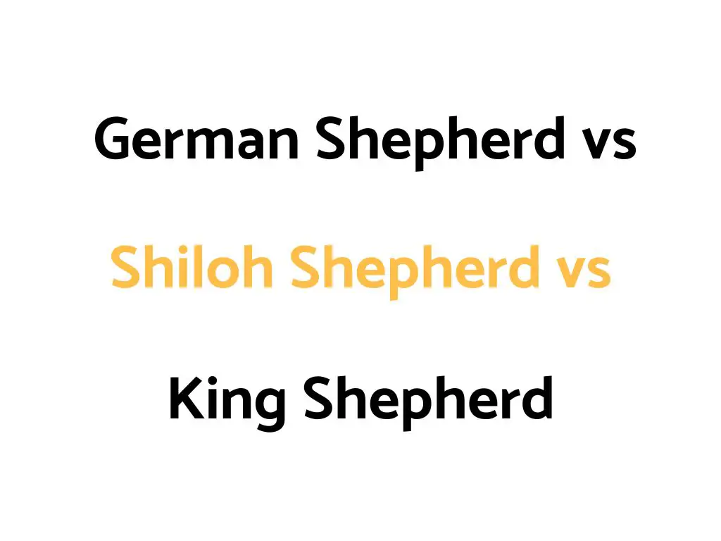 German Shepherd vs Shiloh Shepherd vs King Shepherd: Difference