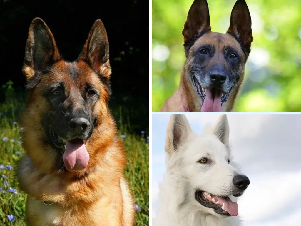 Dog Breeds That Are Similar To German Shepherds