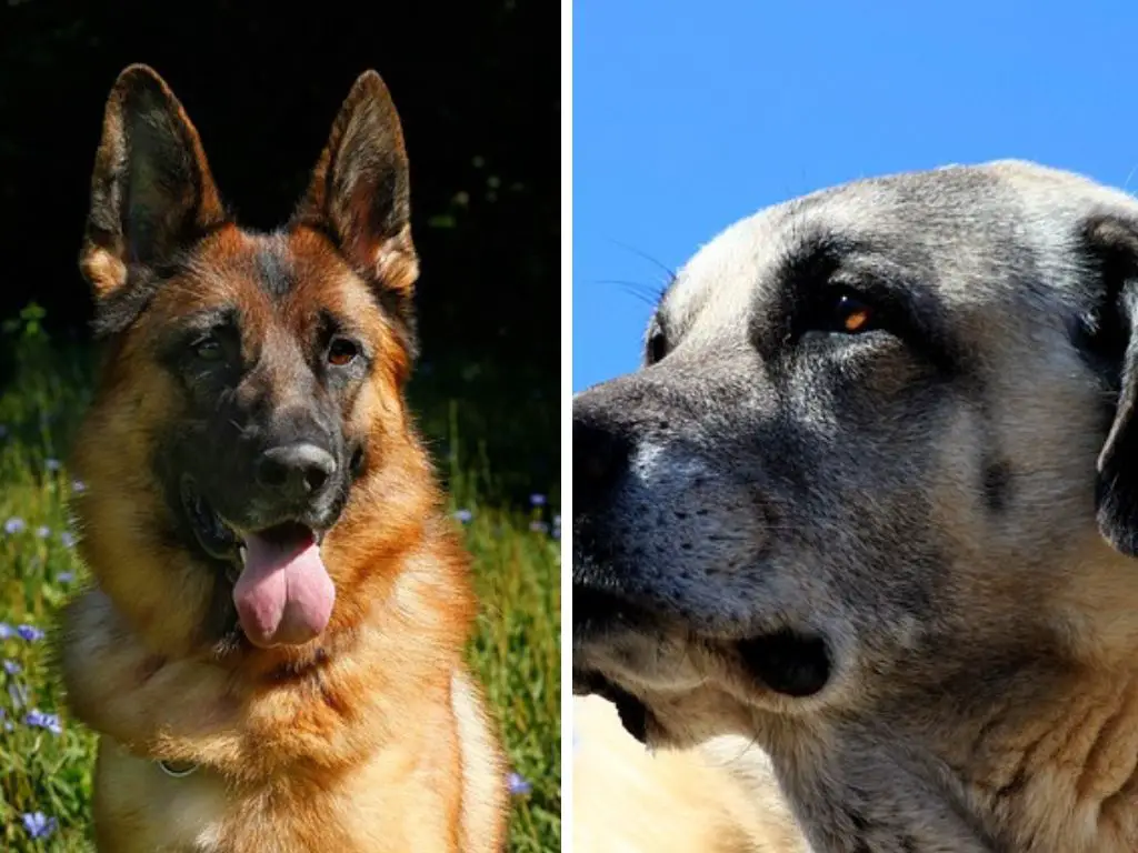 German Shepherd vs Kangal Shepherd: Differences, & Comparison