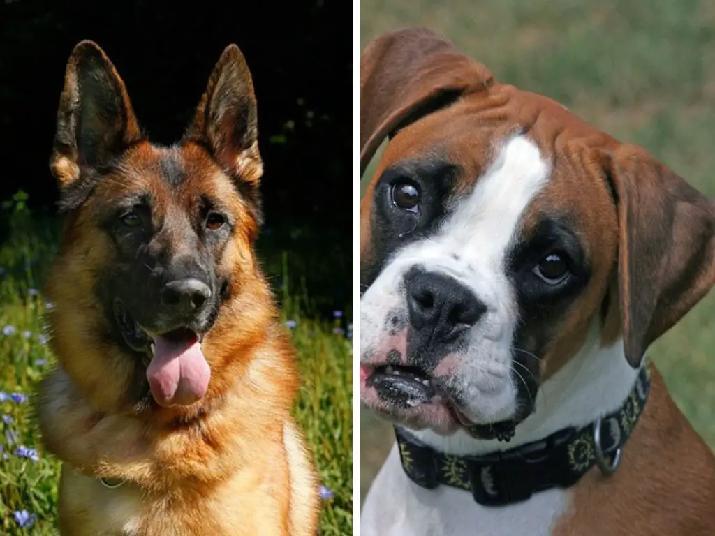 German Shepherd vs Boxer: Differences, & Comparison