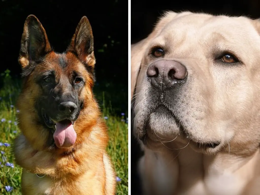German Shepherd vs Labrador